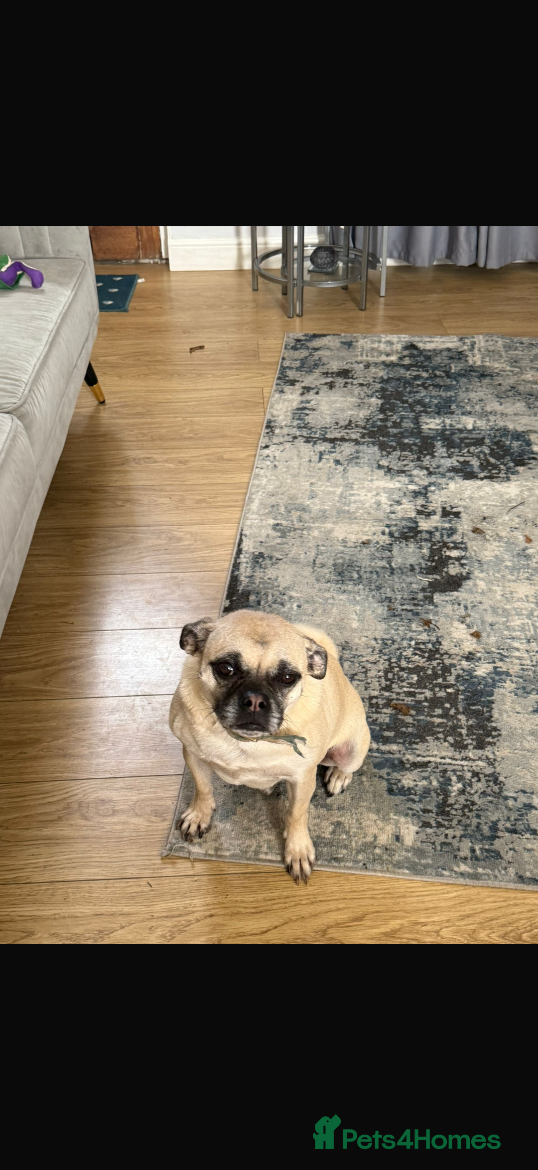 Chug dogs for sale: 4 years old Male Chug - Image 2