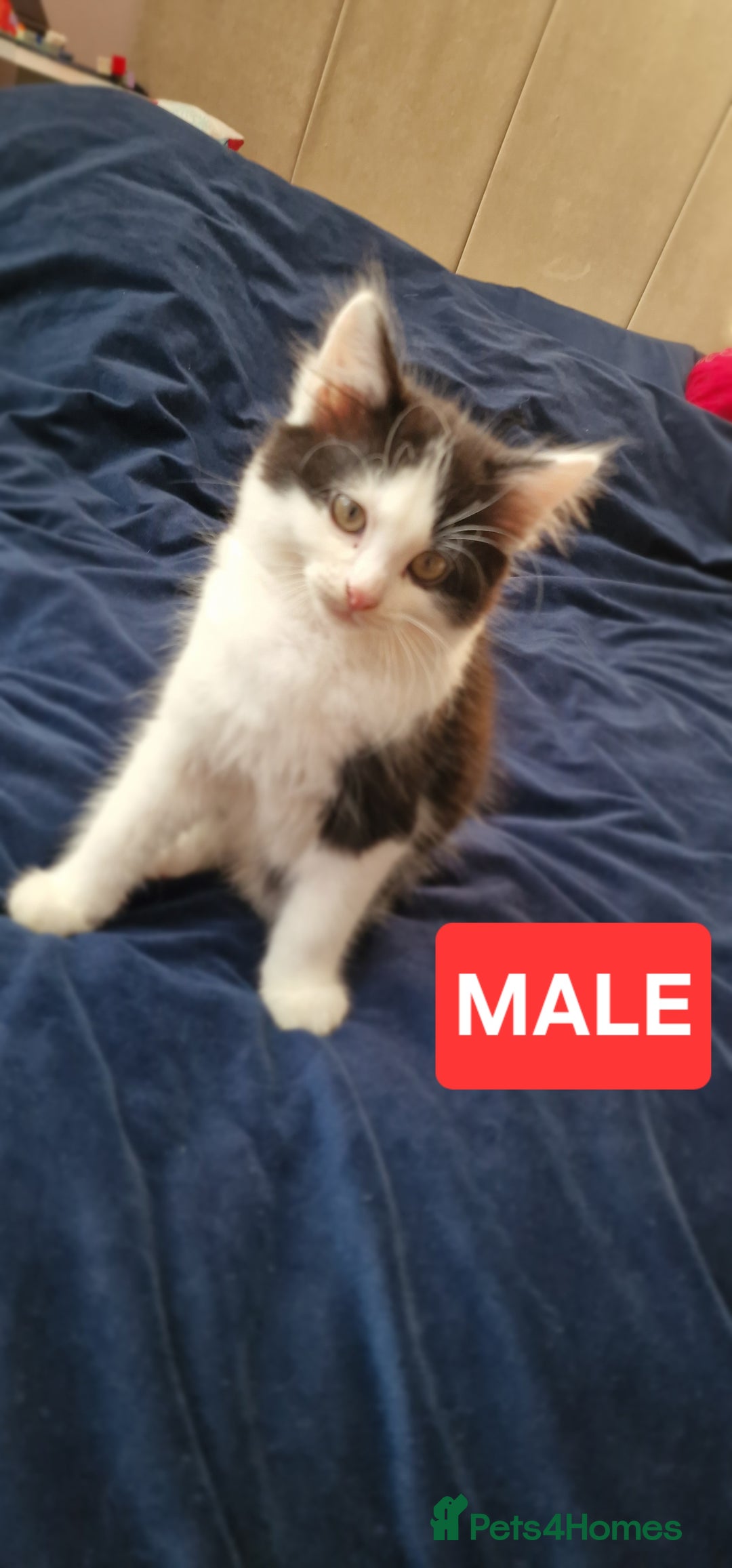 Mixed Breed cats for sale: Lovely Kittens  - Advert 7