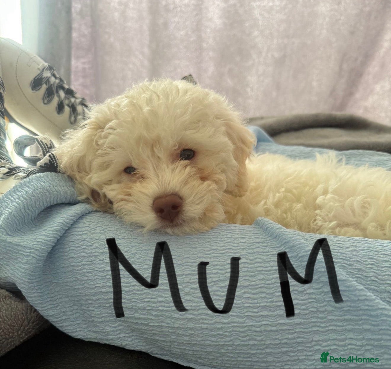 Poochon dogs for sale: Beautiful F2 Poochon puppies  - Advert 6