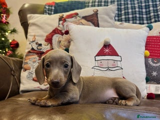 Miniature Dachshund dogs Miniature Dachshund Puppies - Advert 2