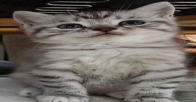 British Shorthair cats - Advert 1