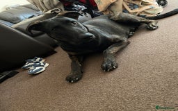 Mixed Breed dogs for sale: German shepherd X Dobermann female - Image 1