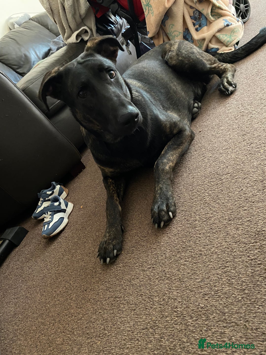 Mixed Breed dogs for sale: German shepherd X Dobermann female - Image 1