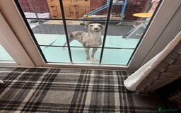 Italian Greyhound dogs for sale: Iggys pup - Image 3