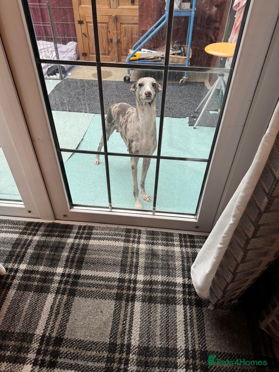 Italian Greyhound dogs for sale: Iggys pup - Image 3