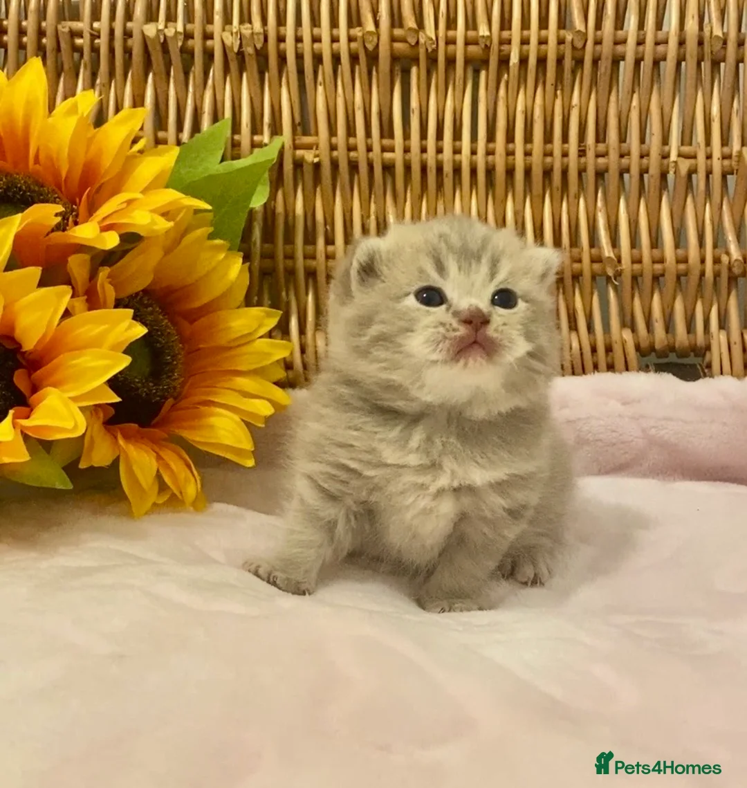 Scottish Fold cats for sale: 🧸EXTREMELY RARE TICA FAWN SCOTTISH/BSH 😻🧸 - Advert 1