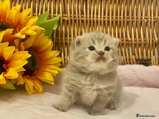 Scottish Fold cats 🧸EXTREMELY RARE TICA FAWN SCOTTISH/BSH 😻🧸 - Advert 8