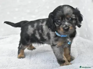 Cavapoo dogs Health Tested Cavapoo Puppies - Advert 11