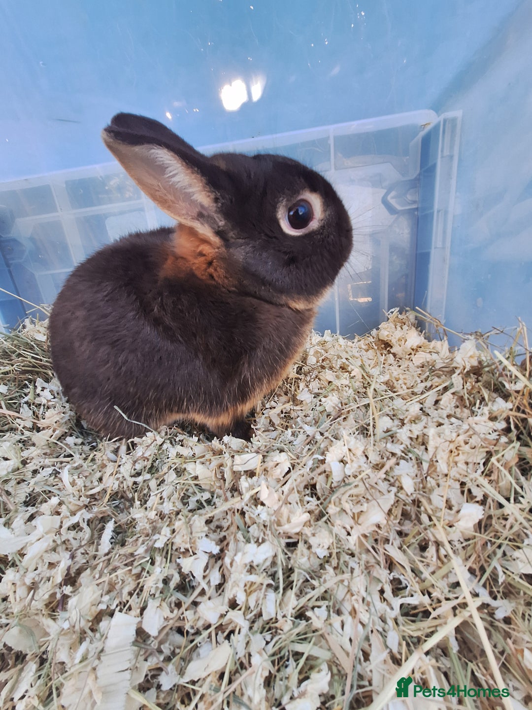 Netherland Dwarf rabbits for sale: 4 Netherland dwarf buck rabbits for sale £40 each  - Advert 15
