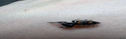 Spiders invertebrates for sale: Beautiful female phidippus regius Soroa - Advert 3