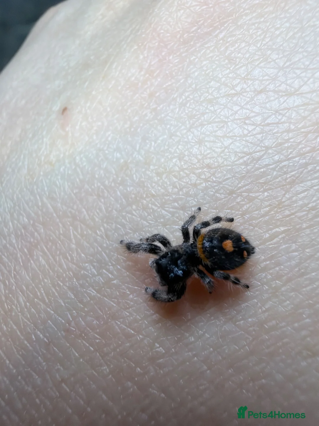 Spiders invertebrates for sale: Beautiful female phidippus regius Soroa - Advert 3
