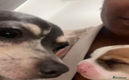 Mixed Breed dogs for sale: 🐾 Loving Homes Wanted for Two Puppies & Dad 🐾 - Image 2