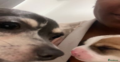 Mixed Breed dogs - Advert 4