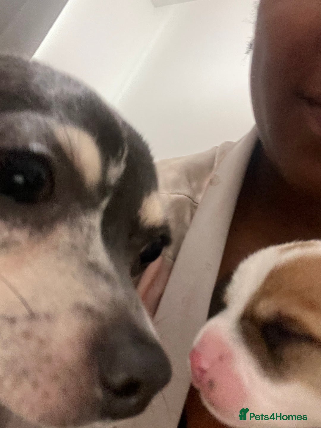 Mixed Breed dogs for sale: 🐾 Loving Homes Wanted for Two Puppies & Dad 🐾 - Image 2