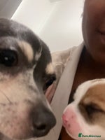 Mixed Breed dogs - Advert 8