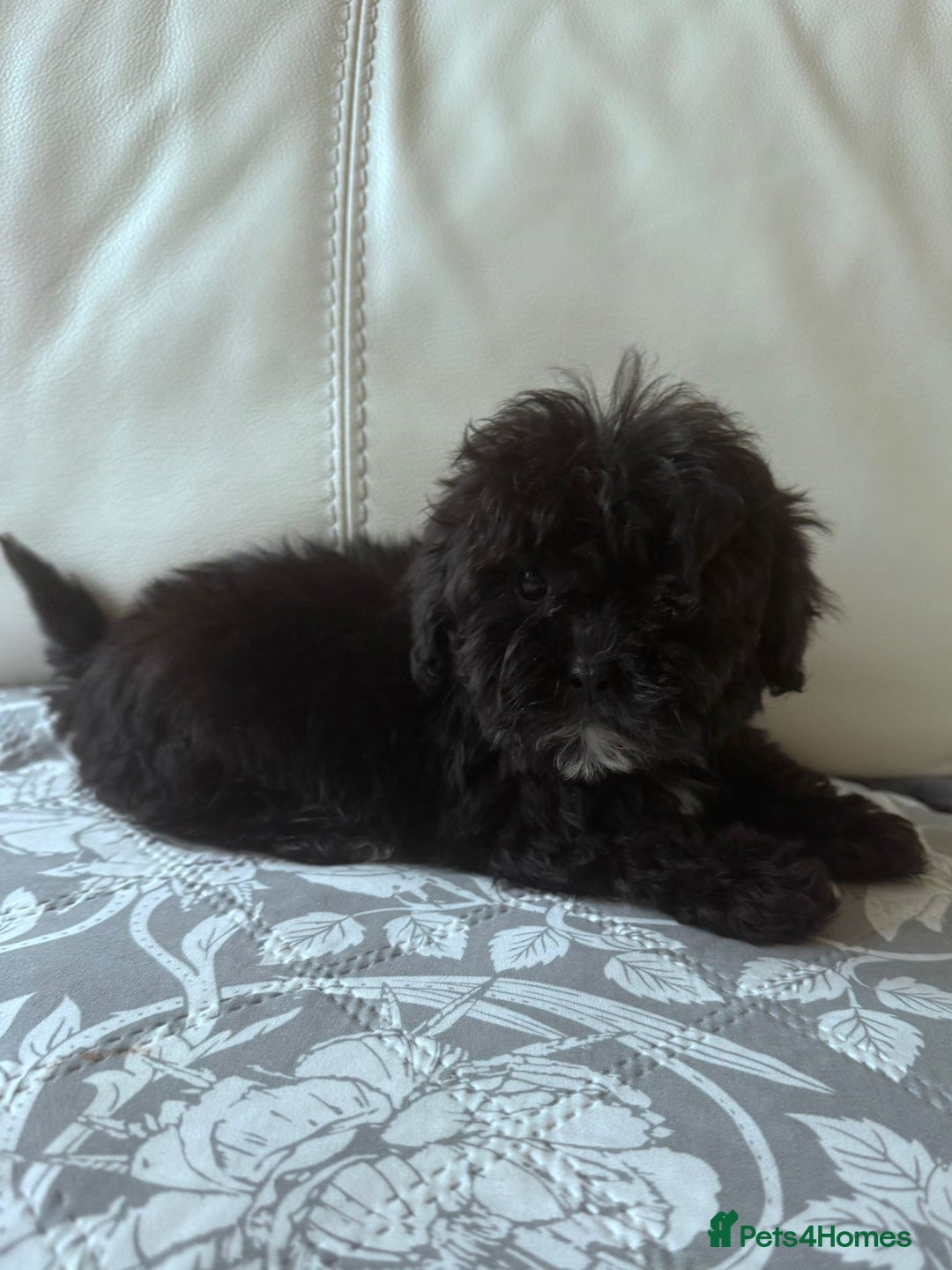 Shihpoo dogs for sale: Shihpoo puppys - Advert 5