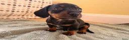 Miniature Dachshund dogs for sale: Cutie Beauty Miniature Dachshund Puppies in Nottingham - Advert 38
