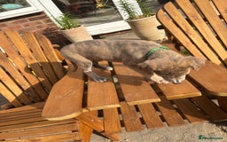 Lurcher dogs for sale: Working lurcher pups  - Image 7