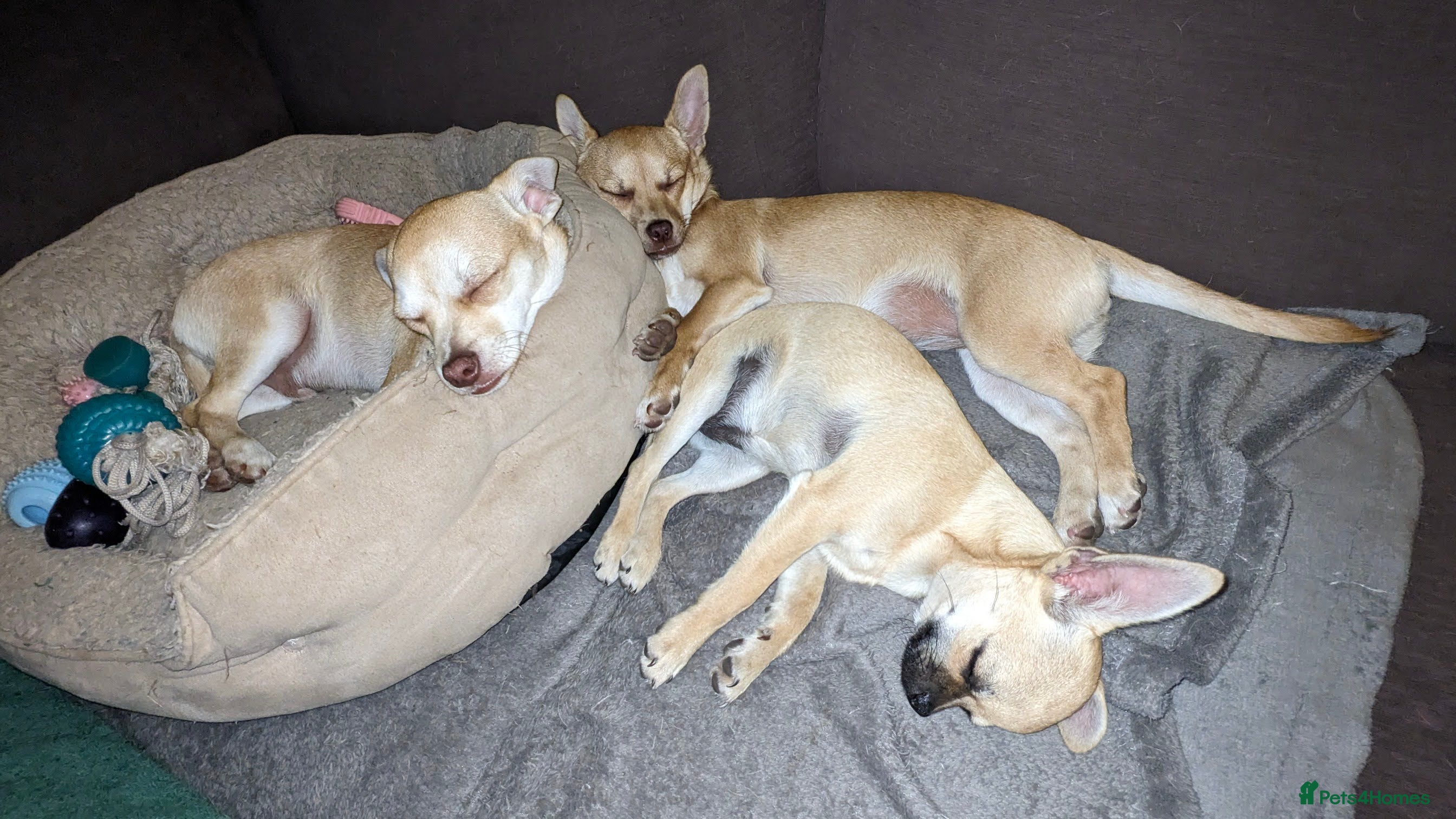 Chihuahua dogs 💖 3 Beautiful Chihuahua Puppies - Advert 11