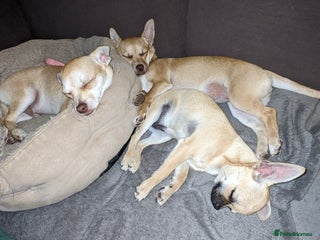 Chihuahua dogs - Advert 31