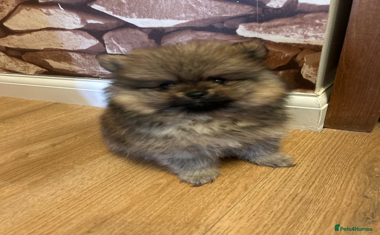 Pomeranian dogs - Advert 3