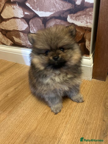 Pomeranian dogs - Advert 3