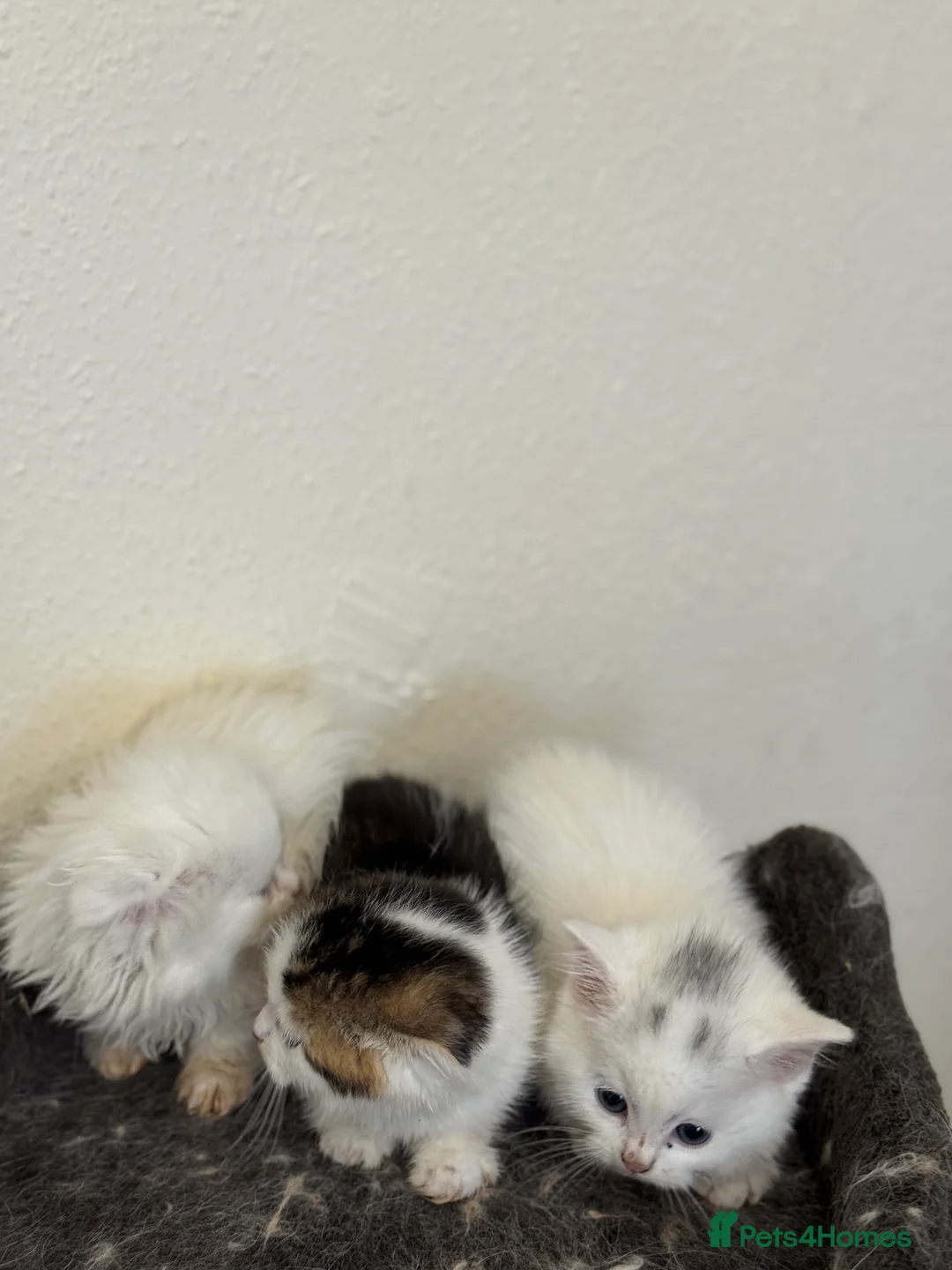 Scottish Fold cats for sale: Kittens - Advert 5