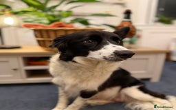 Border Collie dogs for sale: Pure Breed Boarder Collie Pups - Image 21