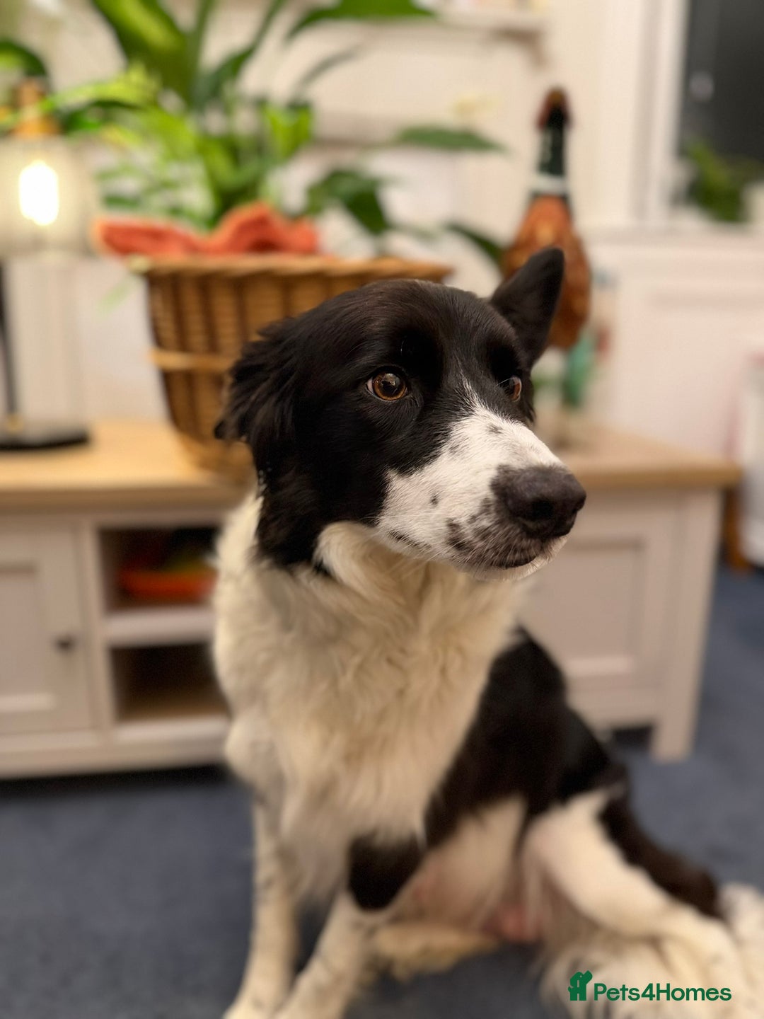 Border Collie dogs for sale: Pure Breed Boarder Collie Pups - Image 21
