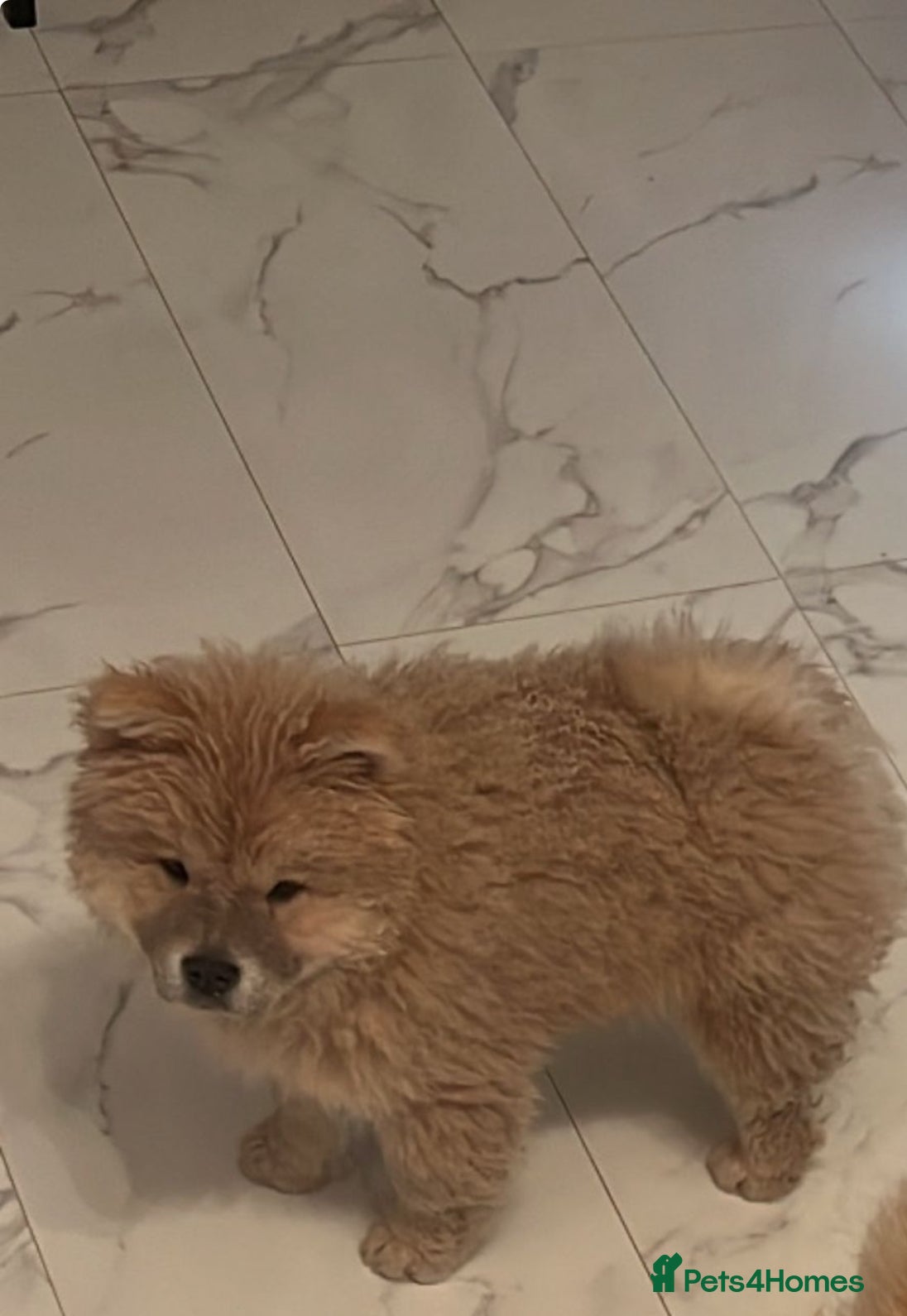 Chow Chow dogs Kioa  - Advert 12