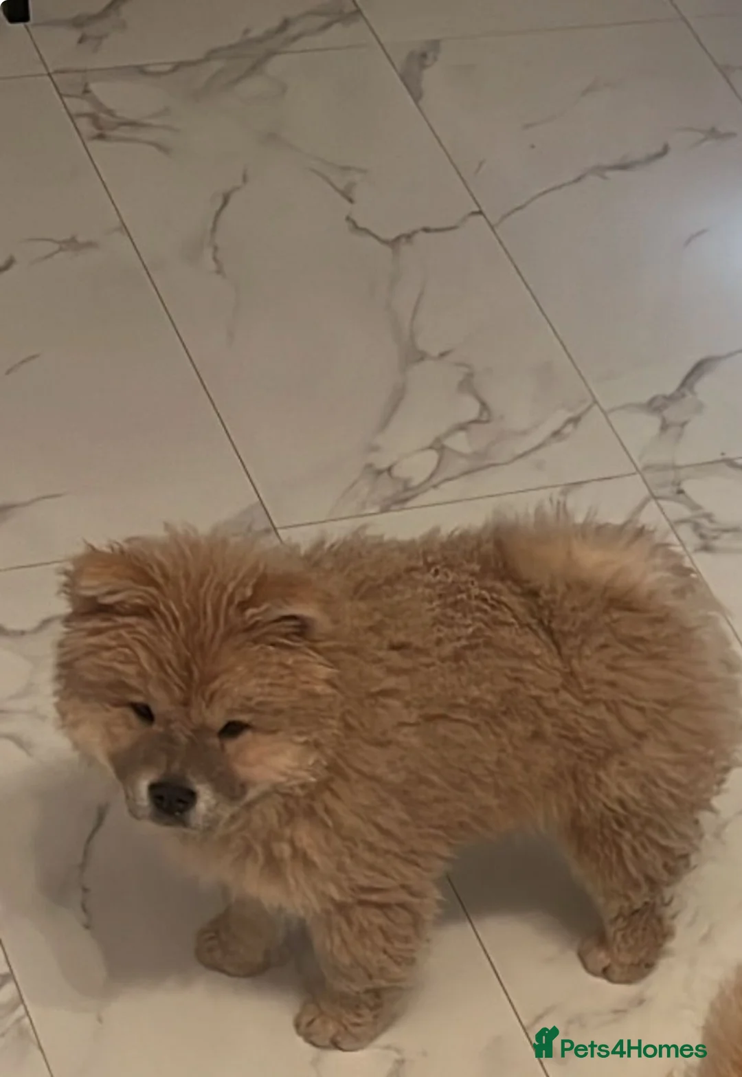 Chow Chow dogs for sale: King  - Advert 1