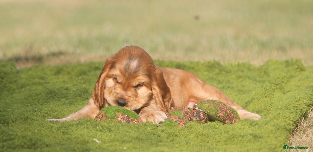 Cocker Spaniel dogs for sale: Show type cocker spaniel pups by Rosie - Image 18