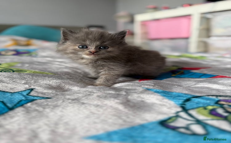 Ragdoll cats Ragdoll x British shorthair kittens - Advert 1