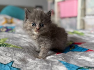 Ragdoll cats Ragdoll x British shorthair kittens - Advert 7