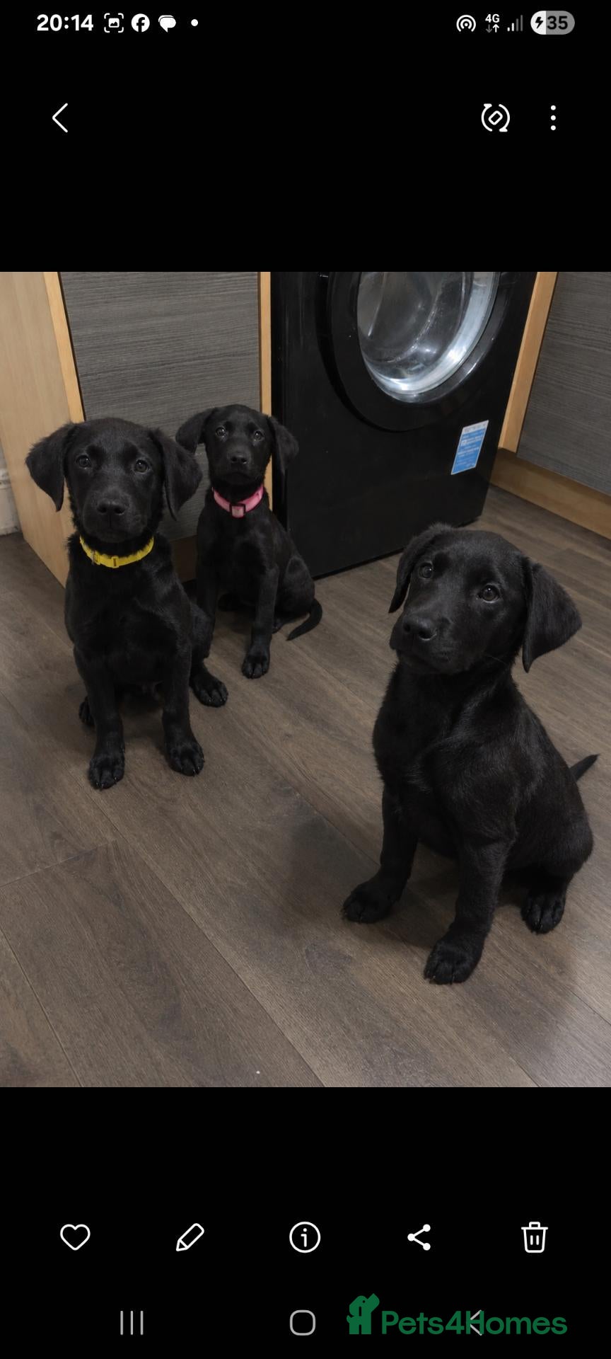 Labrador Retriever dogs 💥beautiful labrador puppies💥 (Male) - Advert 5