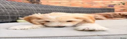 Cockapoo dogs for sale: Beautiful cockapoo puppies ready to leave - Advert 7