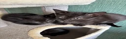 Mixed Breed cats for sale: Adorable cute kittens - Advert 2
