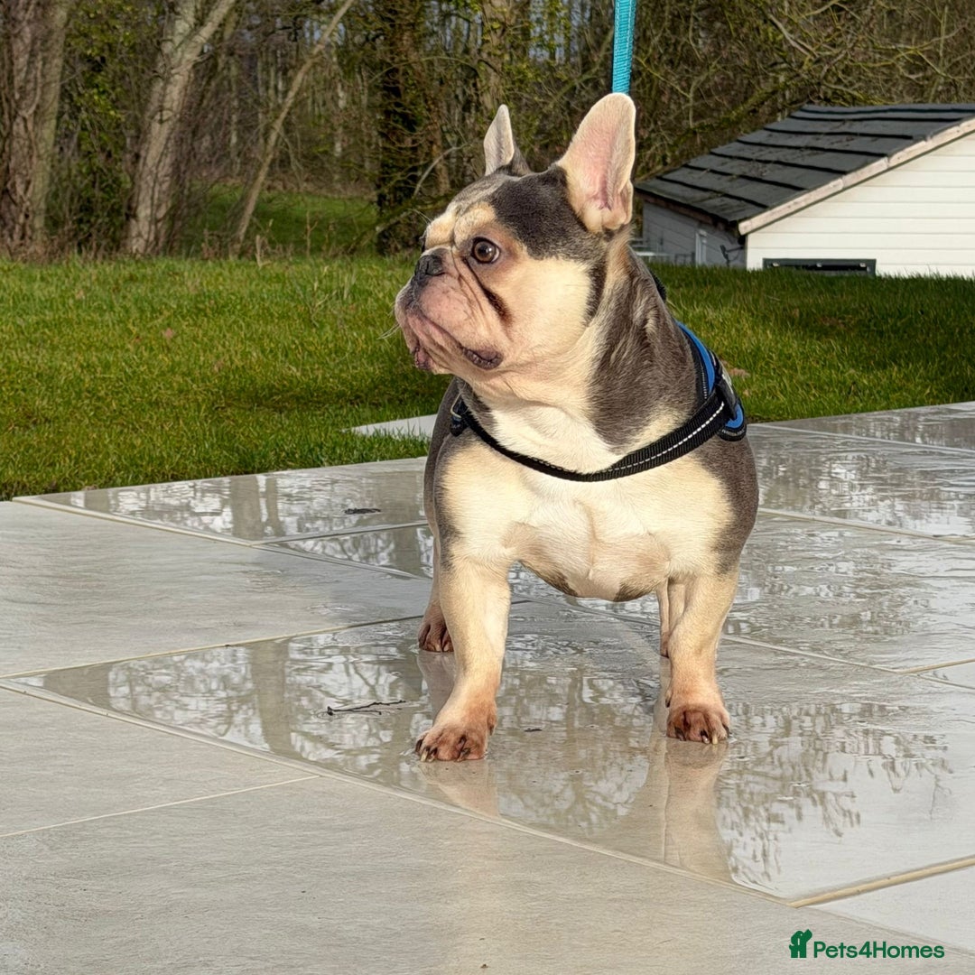 French Bulldog dogs for stud: BalooBear for studding - Advert 3