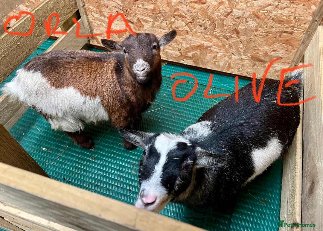 Goats livestock for sale: Pygmy goats, disbudded nanny’s  - Advert 10