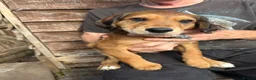 Mixed Breed dogs for sale: 3 quarter Spaniel 1 quarter lurcher pups  in Berwick-upon-Tweed - Advert 10