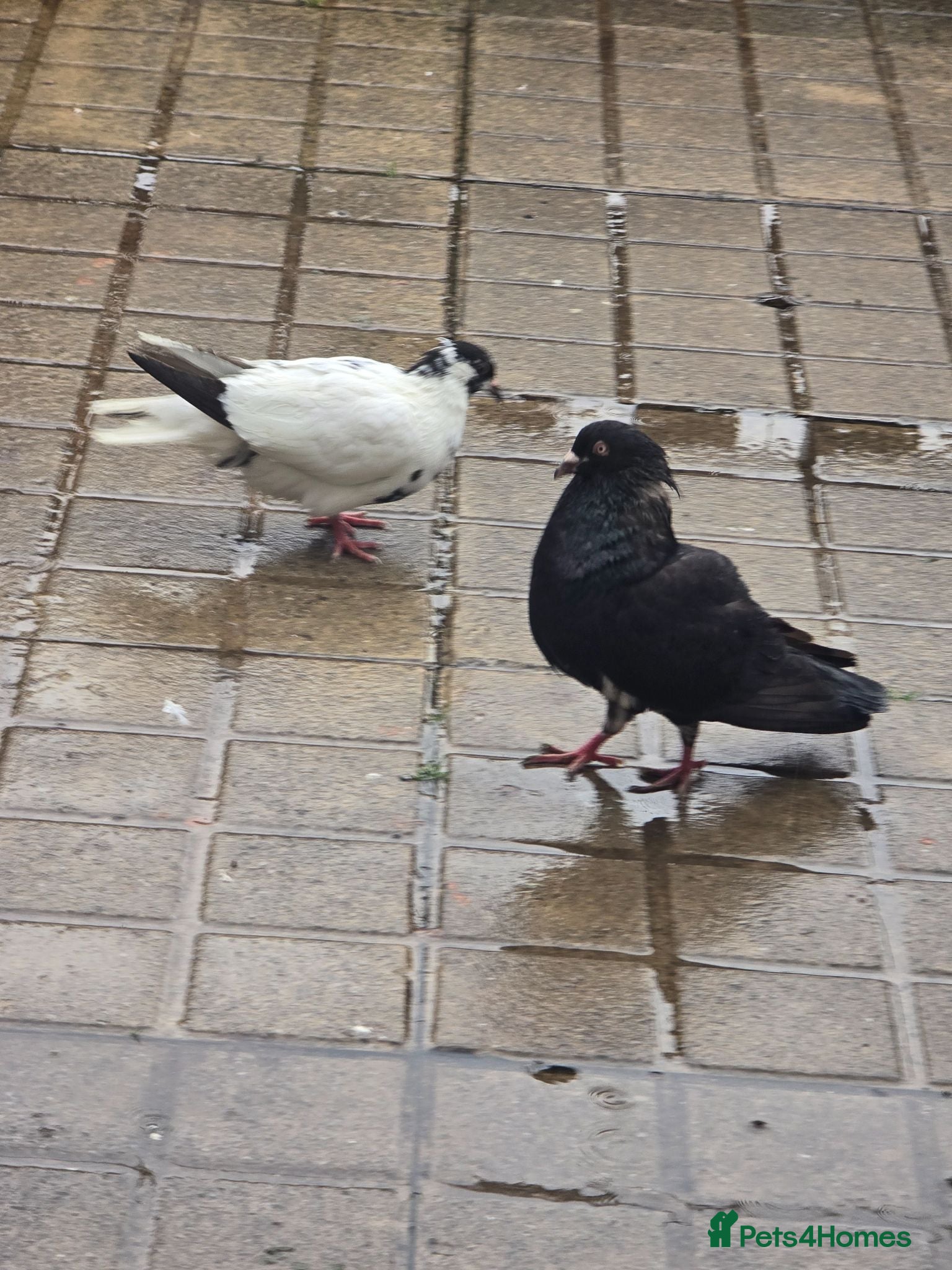 Pigeons birds Afghani pigeons for sale  - Advert 1
