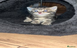 Mixed Breed cats for sale: 4 beautiful kittens  - Image 5