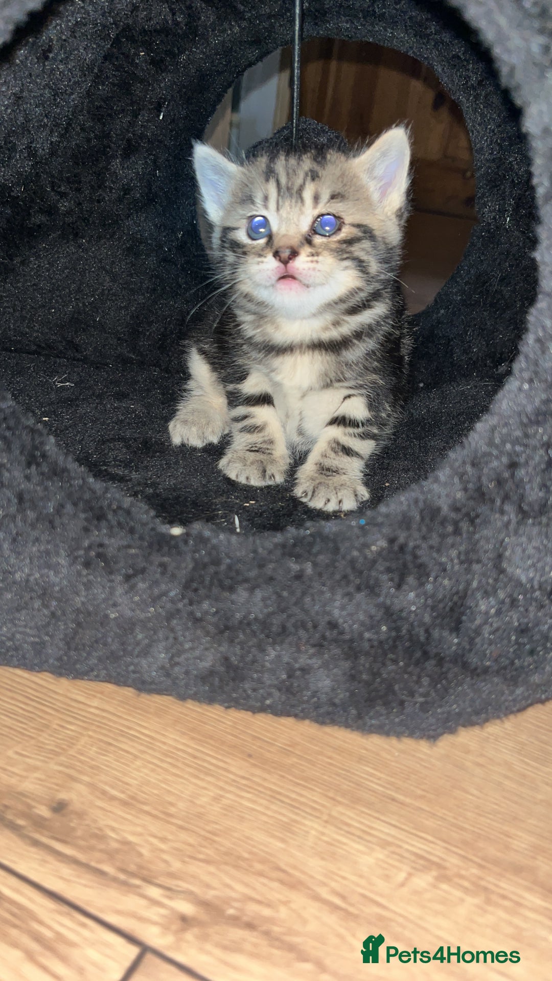 Mixed Breed cats for sale: 4 beautiful kittens  - Image 5
