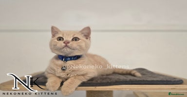 British Shorthair cats in Ilkeston - Advert 16