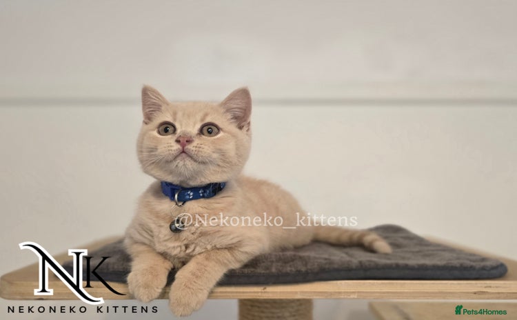British Shorthair cats for sale in Ilkeston - Advert 1