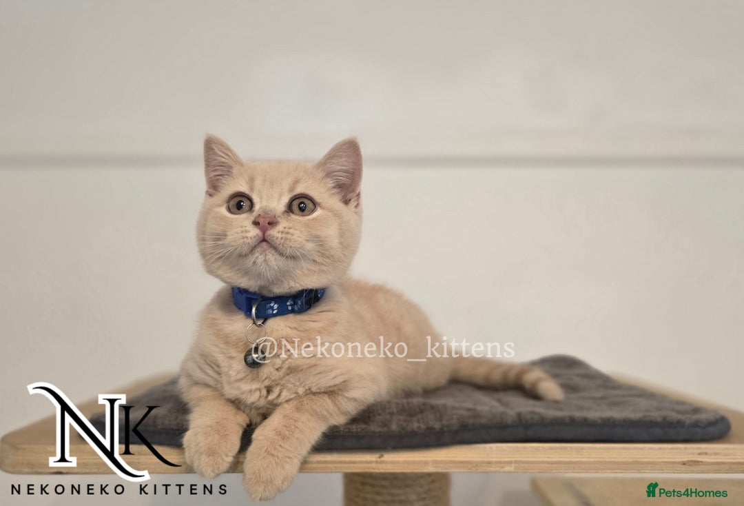 British Shorthair cats for sale: ❗️❗️2 LEFT❗️❗️CHUNKY ADORABLE FLUFF BALLS in Ilkeston - Image 1