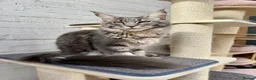 Maine Coon cats for sale: TICA Registered Pedigree Blue Silver Maine Coon - Advert 16