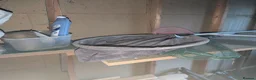 Koi Carp fish for sale: Established Pond Clearance 11 Mixed Koi & Goldfish in Margate - Advert 16