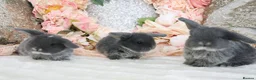 Mini Lop rabbits for sale: Cute Blue Mini Lop Babies  in Wisbech - Advert 6