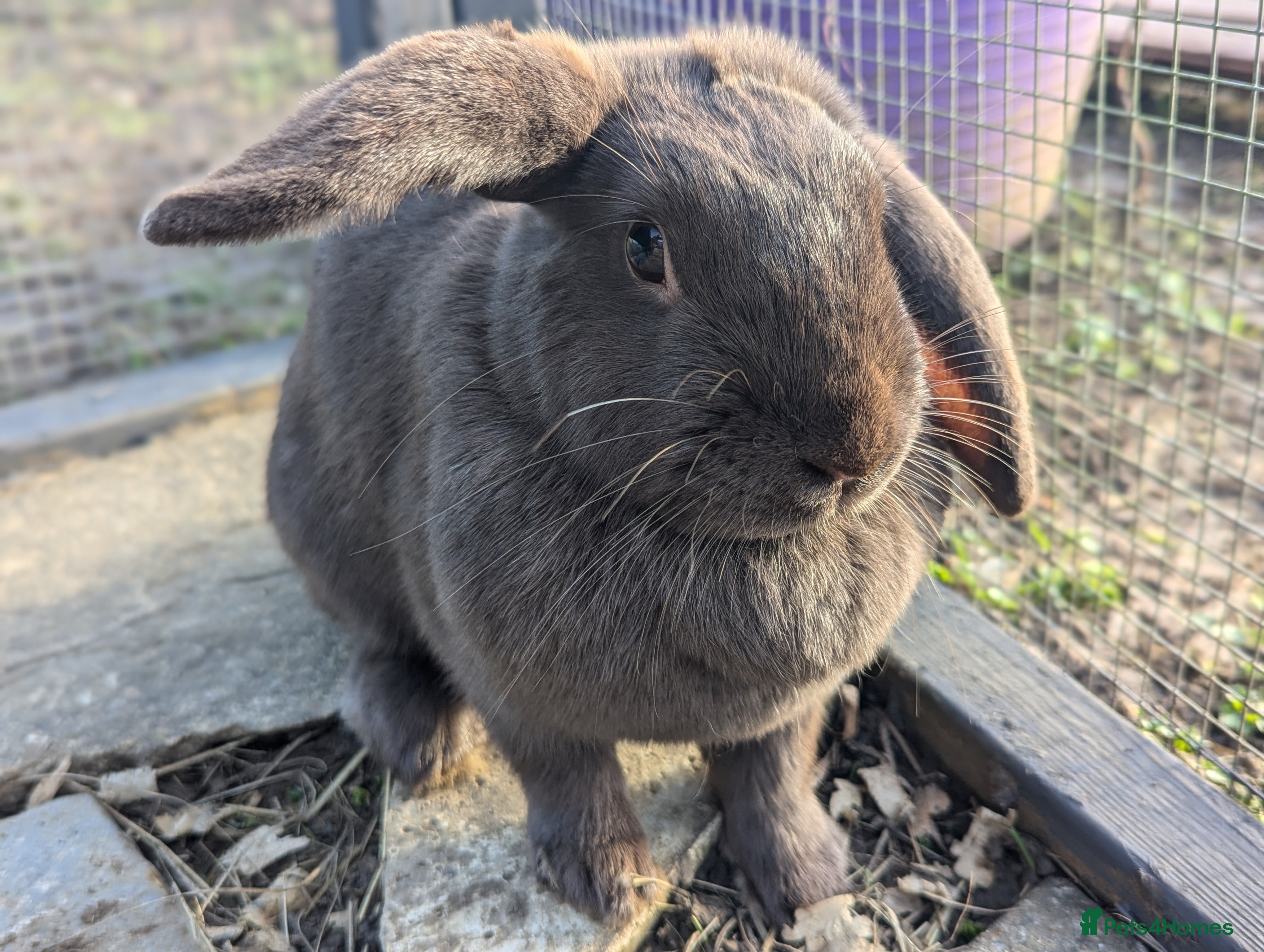 Mixed Breed rabbits Two gorgeous buns  - Advert 3